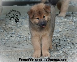 chiot eurasier